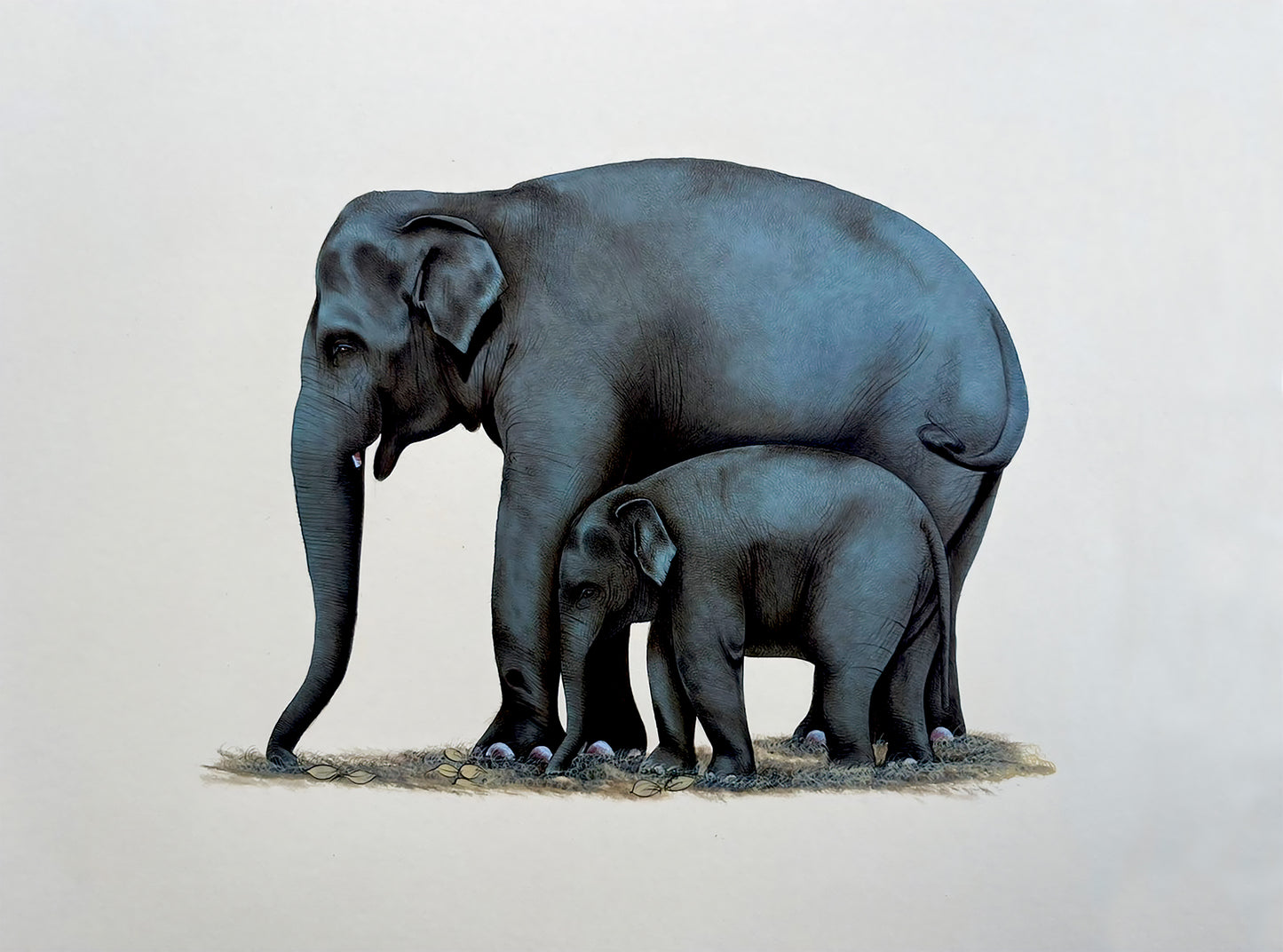 Indian Elephants